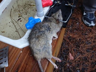 rodent trapping